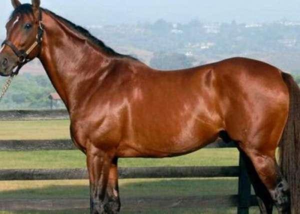 夏尔马多少钱一匹#世界上最大的重型挽马