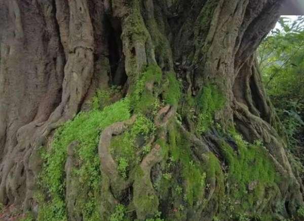 爬满入梦叶的古树#腐朽的千年古树
