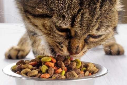 菲利克斯猫粮好么#菲尼特斯猫粮