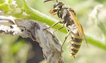 迅黄蜂超进化#黄蜂进化为蚂蚁的原因