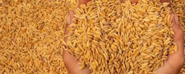 水稻主要成分是淀粉吗#水稻的营养成分