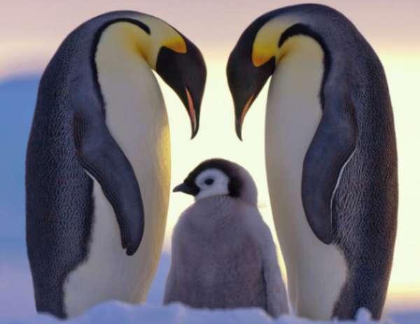 南极海狗企鹅#海狗和企鹅在一起比较图