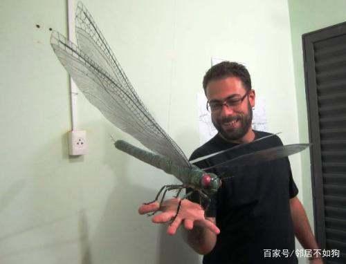 巨脉蜻蜓有多大#60厘米最长的蜻蜓