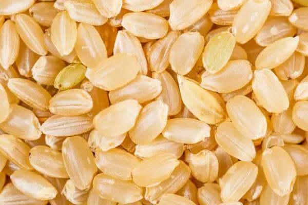 水稻主要成分是淀粉吗#水稻的营养成分