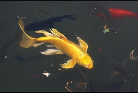 什么鱼被称为软黄金#植物界中被称为软黄金的是
