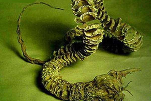死亡蠕虫真实存在吗#蒙古死亡蠕虫灭绝了吗