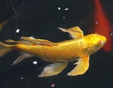 什么鱼被称为软黄金#植物界中被称为软黄金的是