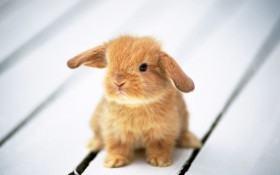 游戏风云兔子爆照#配音兔兔子照片
