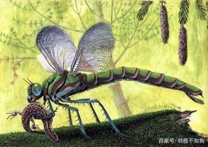 巨脉蜻蜓有多大#60厘米最长的蜻蜓
