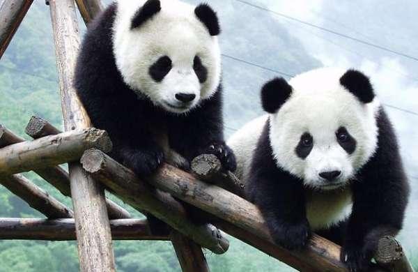 棕色的小熊猫是大熊猫的宝宝吗