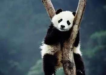 熊猫屁王2存档在哪里#看熊猫去哪里最好