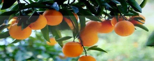 桃叶橙来自哪个村#农村橙子里的最早橙子
