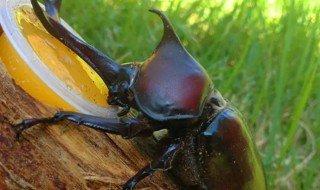 甲虫之王是什么甲虫#昆虫之王是哪种昆虫
