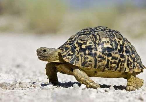 圈圈海龟怎么进化#问道海龟进化金头陀