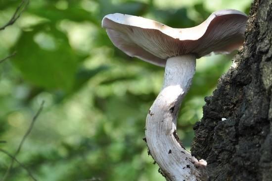 黑脑蘑菇能吃吗#黑蘑菇的营养价值及功效