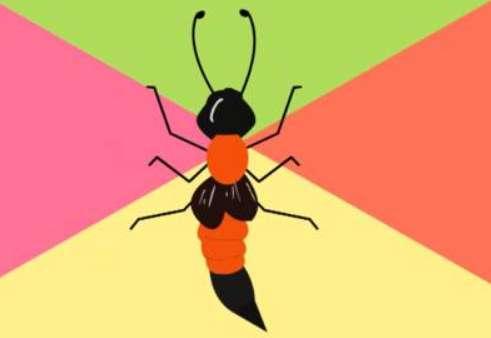 影刺虫长什么样子#带刺的虫子叫什么虫