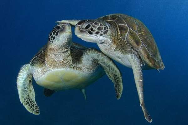 绿海龟之所以得名主要是因为#绿海龟的资料简介