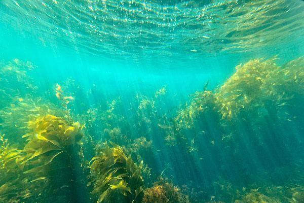 海苔主要是由下列哪种海藻制作而成的