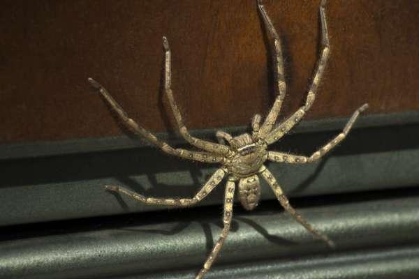 土蜘蛛在什么地区附近出现#十大常见的室内蜘蛛