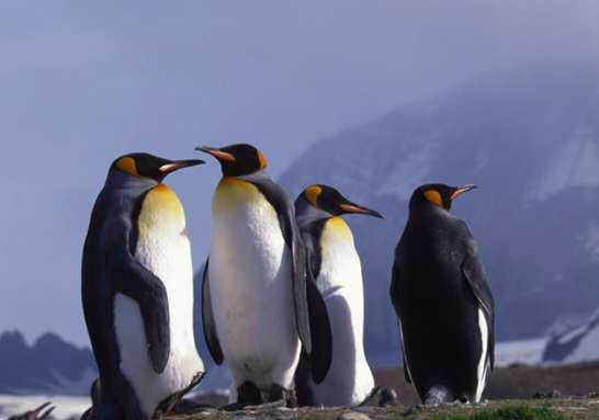 企鹅是恒温还是变温动物#企鹅是一种什么动物