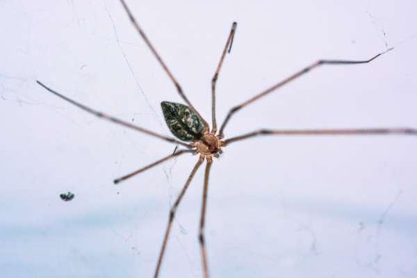 土蜘蛛在什么地区附近出现#十大常见的室内蜘蛛