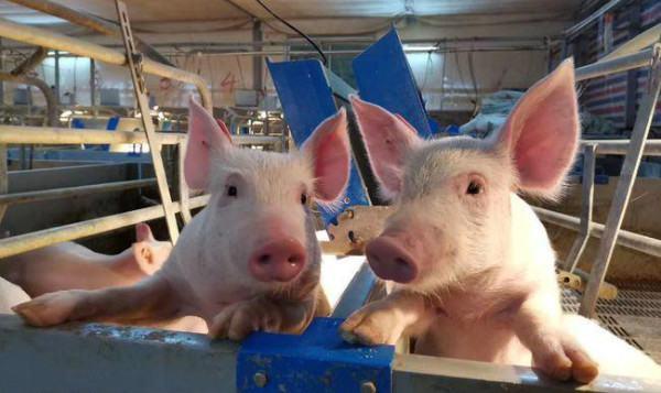 巴陵县机关小猪养殖基地#湖南大型养猪场