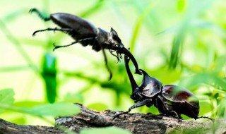 甲虫之王是什么甲虫#昆虫之王是哪种昆虫